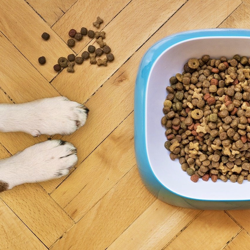 Wie gut ist das Futter für meinen Hund?  - Futterbewertung
